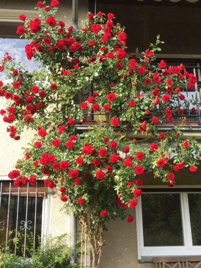 Ferienwohnung Апартаменты *